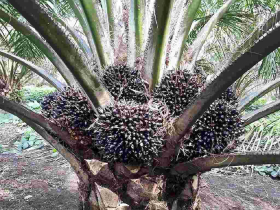 Gambar Artikel