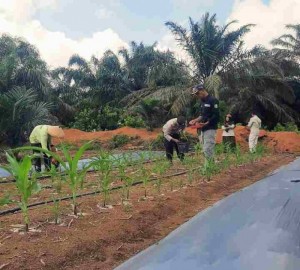Gambar Artikel