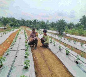 Gambar Artikel