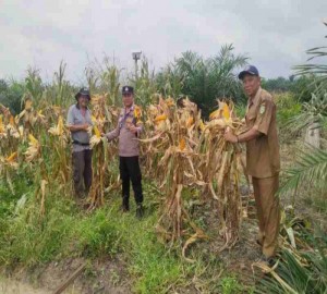 Gambar Artikel